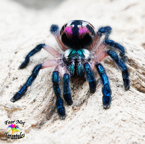 17 Tarantula Accessories: (Must-Have + Nice-To-Have) – Cool Pets