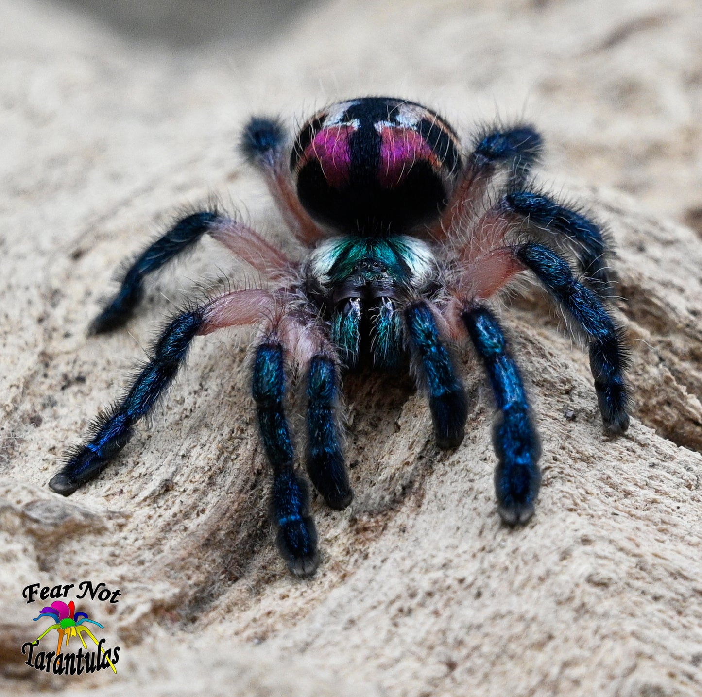 Typhochlaena seladonia (Brazilian Jewel Tarantula) An arboreal trapdoor! about 1/3" to 1/2"  Includes habitat and feeders!  FedEx delivery only! 🌟🌟SEE DESCRIPTION BEFORE BUYING🌟🌟