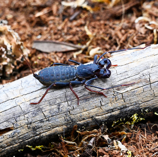 Typopeltis sp. Thailand (Thai Giant Vinegaroon) about 1 1/2" +