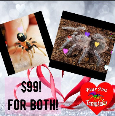 Valentines Duo! Cyriocosmus elegans (Trinidad Dwarf Tiger Tarantula) about 1/8"- 1/4" AND Eupalaestrus Campestratus (Pink Zebra Beauty Tarantula) about 3/4" 😍 Feel The Love!