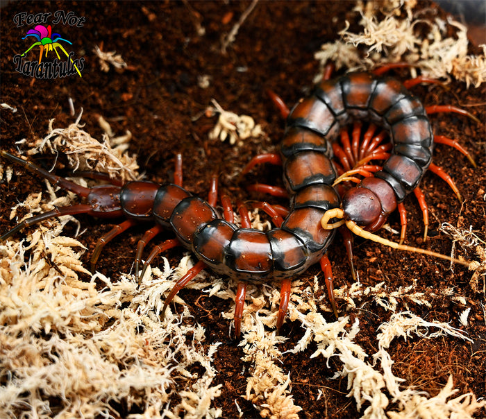 Scolopendra dehaani  Thailand (White Beard Centipede) about 8" - 9"