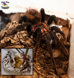 Xenesthis immanis (Colombian Lesserblack Tarantula) about 1 1/2" - 2"