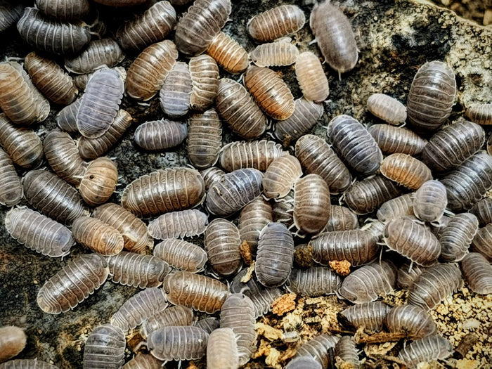 Cubaris sp. "Borneo" Isopods Count Of 15, Young mixed sizes
