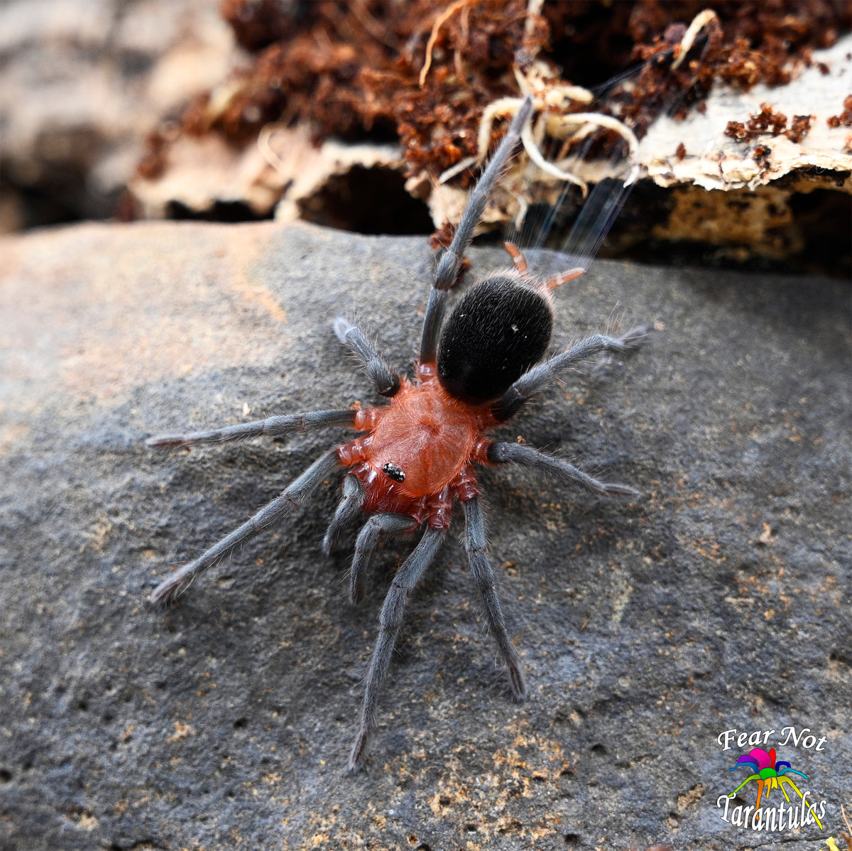 Bumba cf. Tapajos (Tapajos Pink Head Tarantula) about 1 1/4" - 1 1/2" 💜FEMALE💜