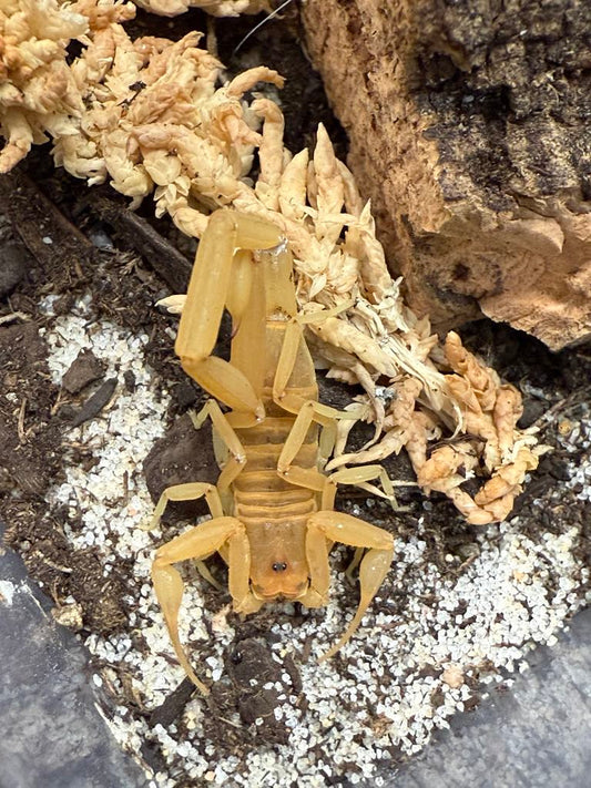 Arizona Bark Scorpion (Centruroides sculpturatus) 1 1/2" - 2"+