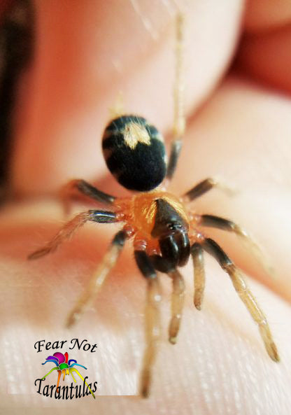 🌷Mom's Day Duo! Avicularia purpurea (Purple Pinktoe) about 1/2" - 3/4" AND Cyriocosmus elegans (Trinidad Dwarf Tiger) about 1/8" - 1/4"