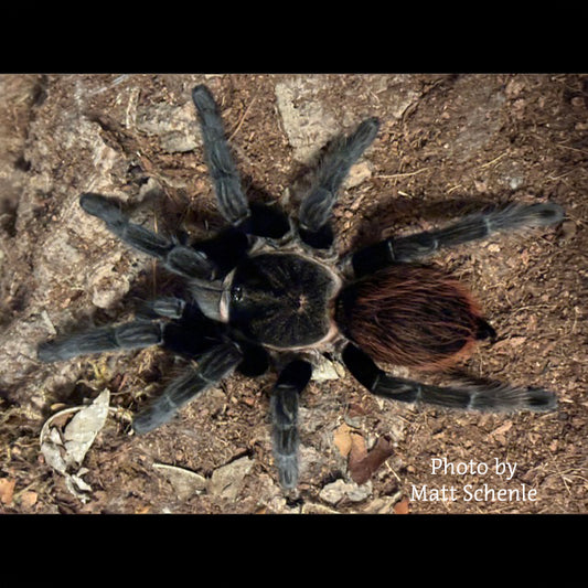 Tliltocatl epicureanus (Yucatan Rust Rump Tarantula) about 1/2"