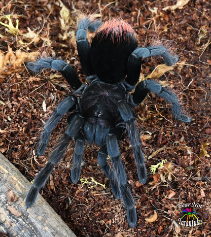 Pamphobeteus sp. "Araña Pollito" aka (Chicken Spider Tarantula) about 1 1/2" - 1 3/4"