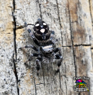 Phidippus regius (Jumping Spider) Captive bred Very well started at 4th - 5th molt! Mom is a white color😊