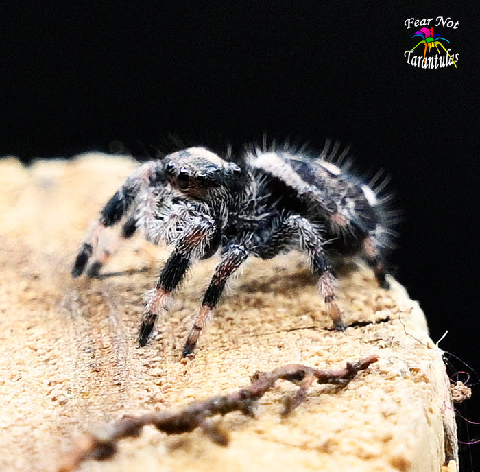 Phidippus regius (Jumping Spider) Captive bred Very well started at 4th - 5th molt! Mom is a white color😊