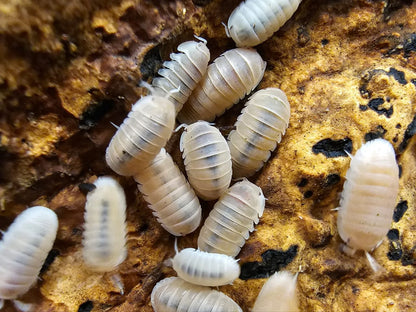 Cubaris sp. "Papaya" Isopods Count Of 10, Young mixed sizes