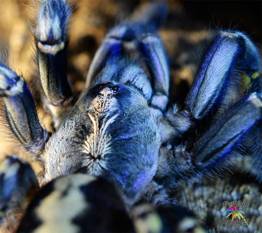 Poecilotheria metallica (Gooty Sapphire Ornamental) about  1" - 1 1/2" *Free for orders $550 and over. (after discounts and does not include shipping) One freebie per shipment.