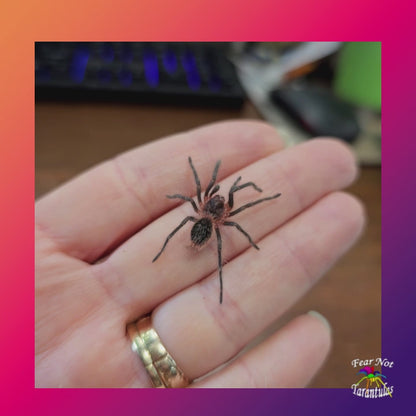 Grammostola grossa about 1 1/4" - 1 1/2" RARE