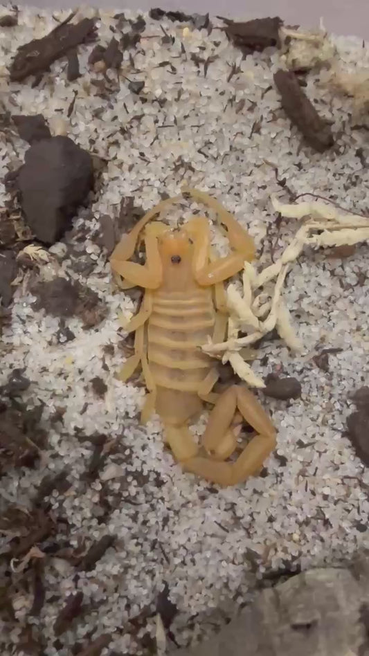 Arizona Bark Scorpion (Centruroides sculpturatus) 1 1/2" - 2"+
