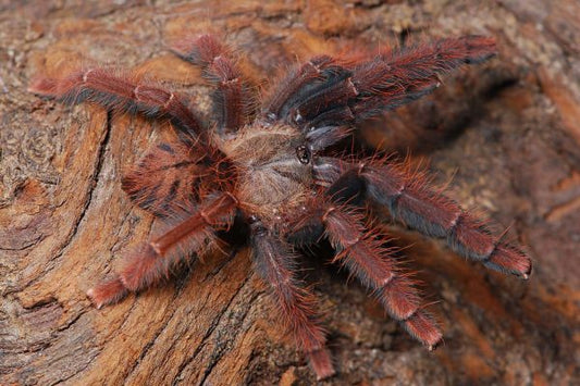 Phormingochilus sp. Sabah red (Sabah Red Earth Tiger Tarantula) aka Ornithoctoninae  about 3/4"