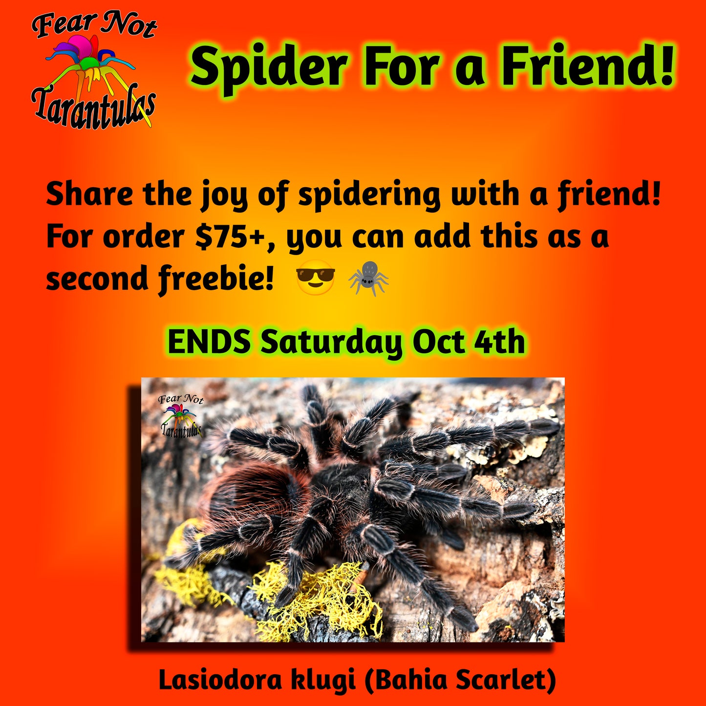 Spider For A Friend! ENDS SAT 4TH.   A second freebie for orders $75+.  Lasiodora klugi (Bahia Scarlet) about 1/2"