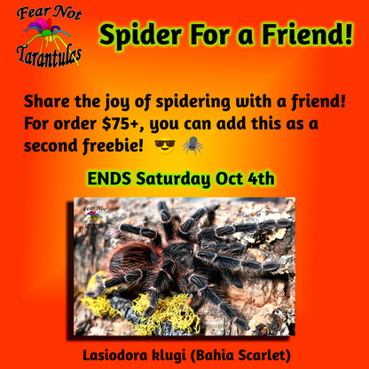 Spider For A Friend! ENDS SAT 4TH.   A second freebie for orders $75+.  Lasiodora klugi (Bahia Scarlet) about 1/2"