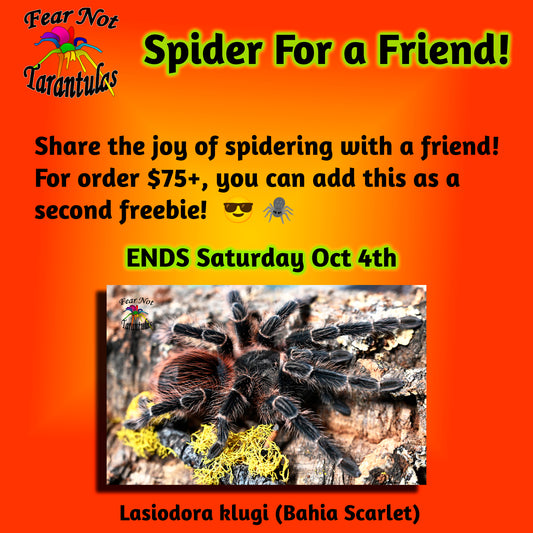 Spider For A Friend! ENDS SAT 4TH.   A second freebie for orders $75+.  Lasiodora klugi (Bahia Scarlet) about 1/2"