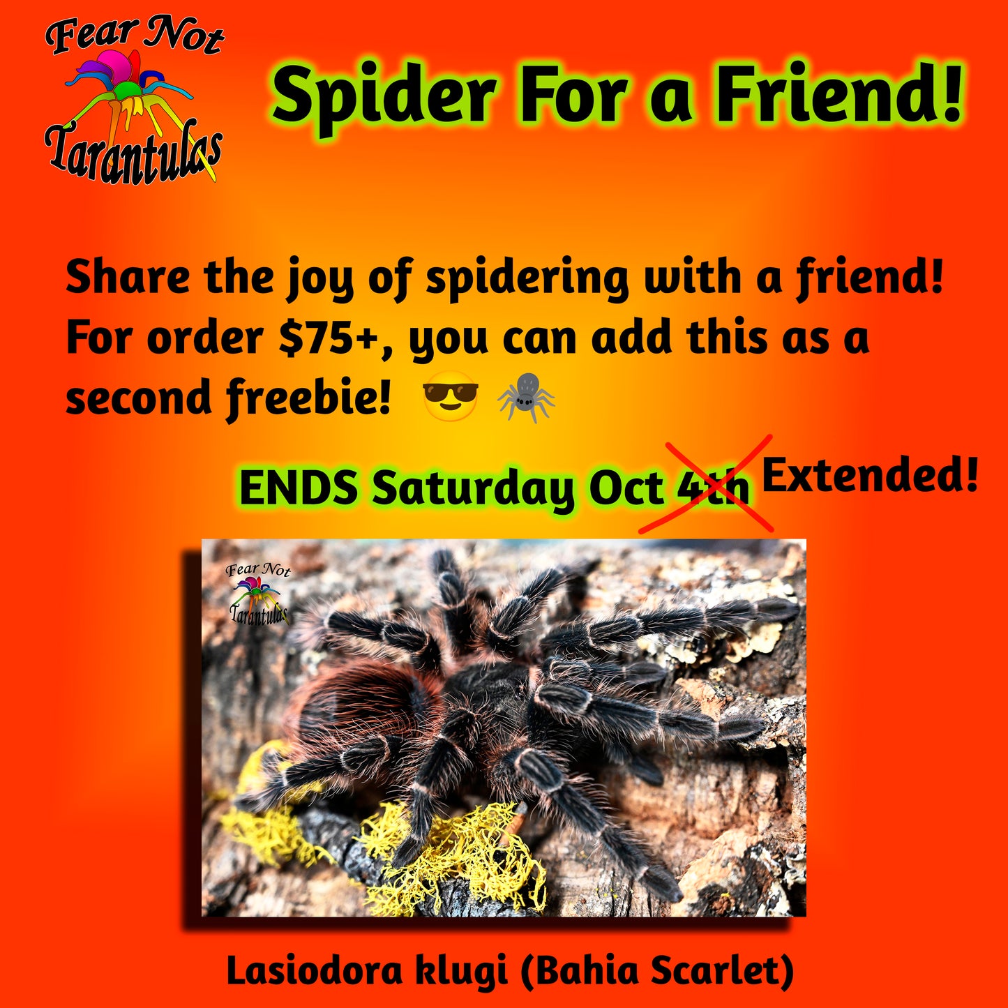 Spider For A Friend! ENDS SAT 11TH.   A second freebie for orders $75+.  Lasiodora klugi (Bahia Scarlet) about 1/2"