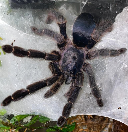 Tapinauchenius sp Tena Tarantula FEMALE 💜 1 3/4"