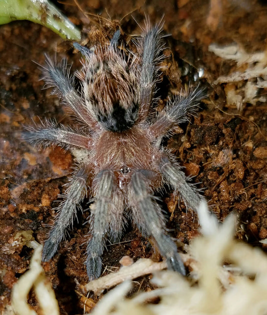 Thrixopelma ockerti (Peru Flame Rump Tarantula)  about 1/2" - 3/4"