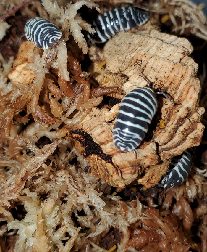 Armadillidium maculatum (Zebra Isopods) Count Of 10, mixed size juveniles