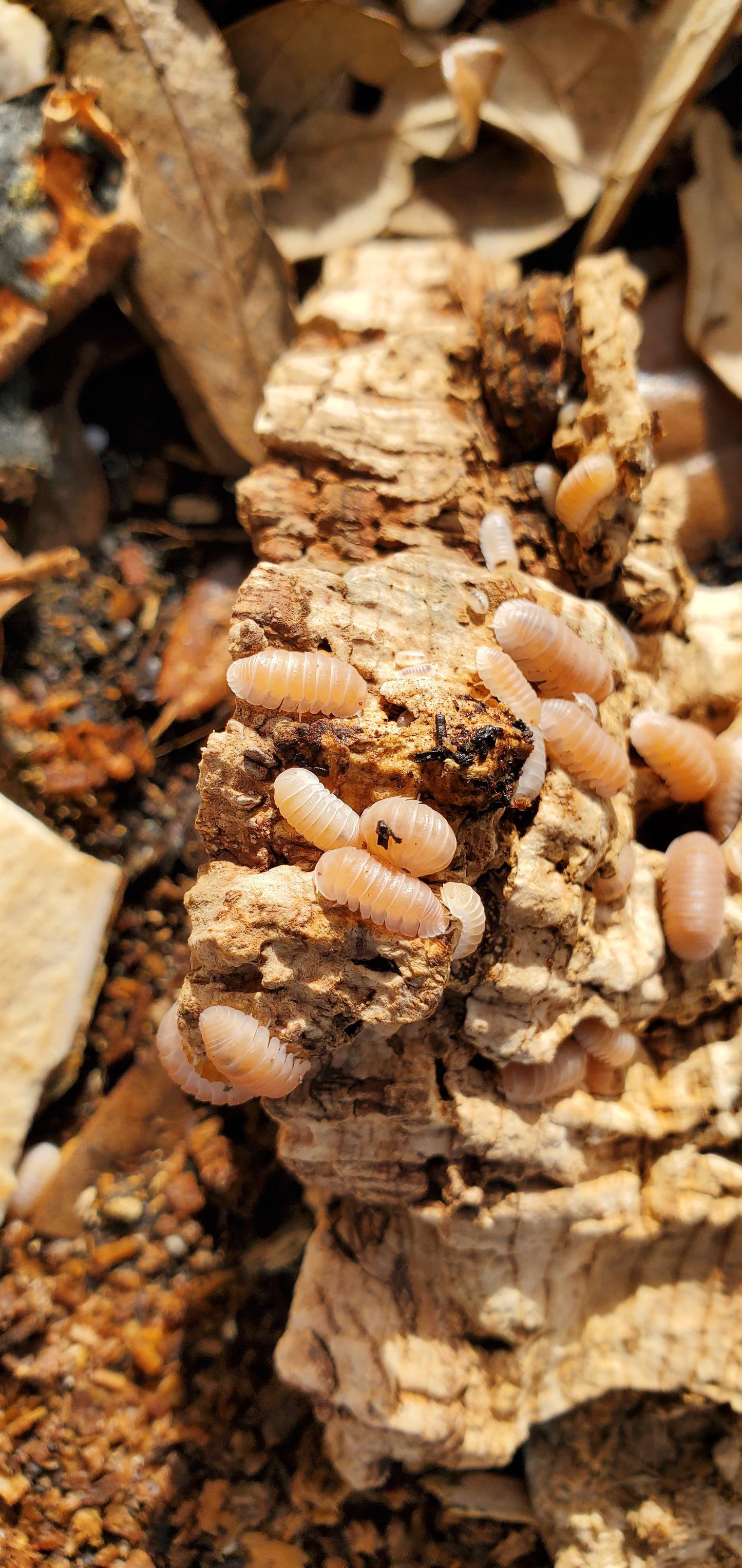 Cubaris sp. "Papaya" Isopods Count Of 10, Young mixed sizes