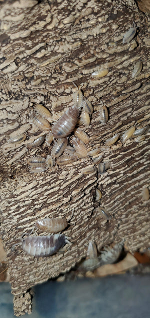Porcellio laevis (Milkback Isopods) Count Of 15, Young mixed sizes
