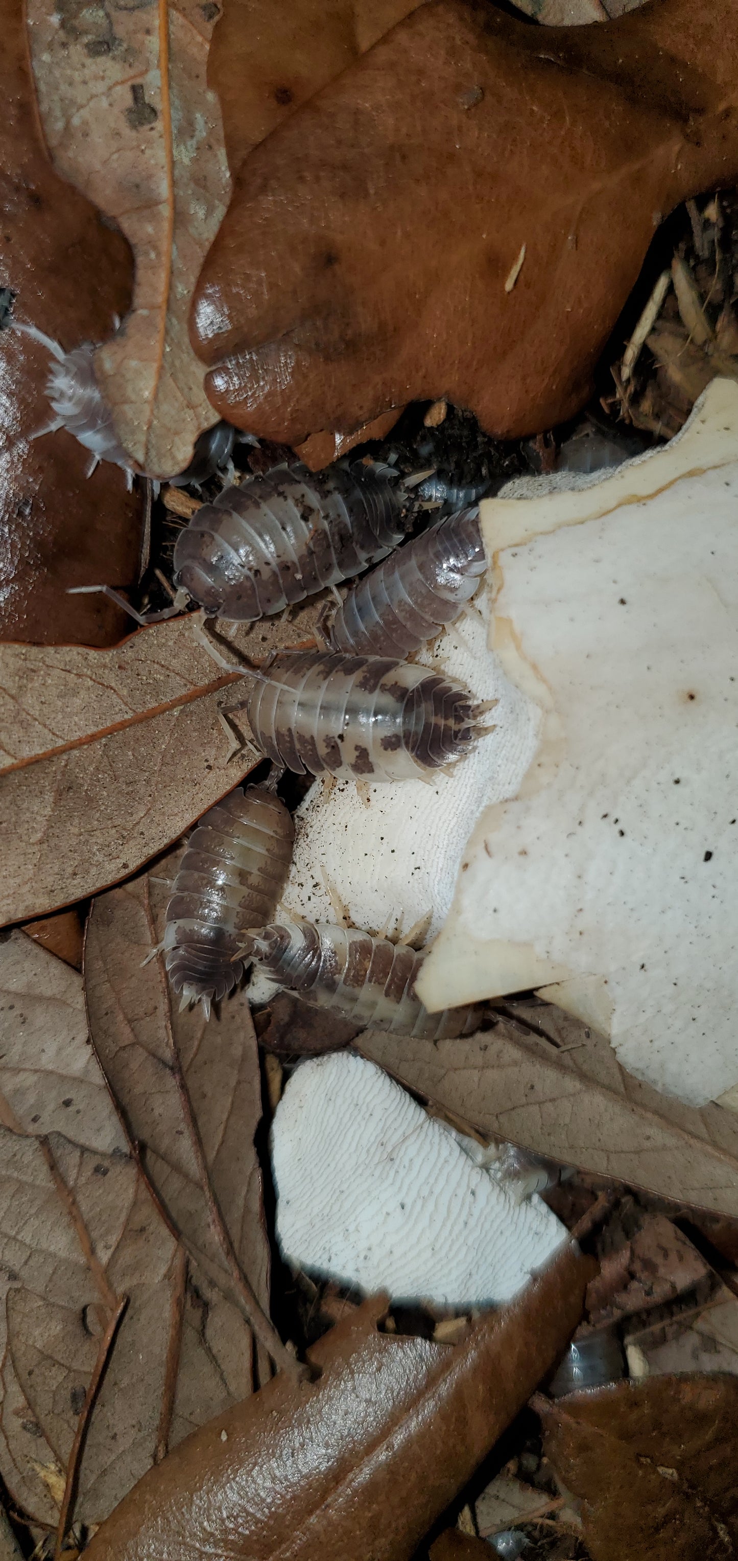 Porcellio laevis (Milkback Isopods) Count Of 15, Young mixed sizes