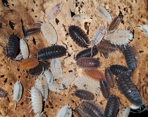 Isopod Porcellio Party Mix Count Of 10, mixed sizes