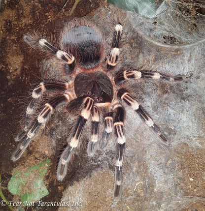 Acanthoscurria geniculata (Giant White Knee Tarantula) around 2+" 💙JUVENILE MALE💙