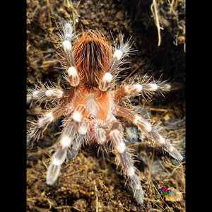 Acanthoscurria geniculata (Giant White Knee Tarantula) around 1 1/2" - 2" They have their full adult colors!