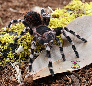 Acanthoscurria geniculata (Giant White Knee Tarantula) around 3" ***JUVENILE MALE*** IN STORE ONLY!!