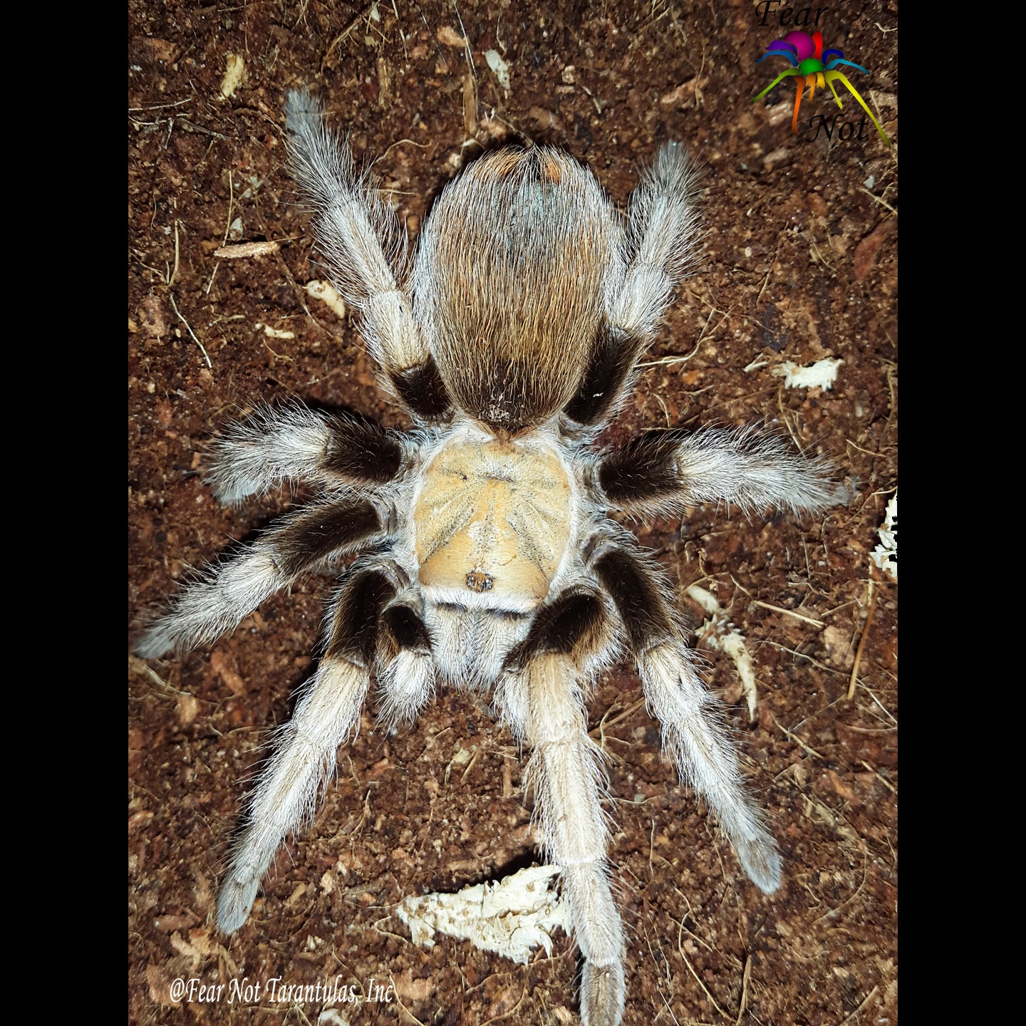 Aphonopelma chalcodes (Arizona Blonde Tarantula) about  1/2" IN STORE ONLY DUE TO BEING TOO NEAR MOLTING TO SHIP