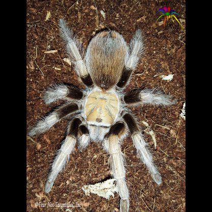 Aphonopelma chalcodes (Arizona Blonde Tarantula) about  1/2" IN STORE ONLY DUE TO BEING TOO NEAR MOLTING TO SHIP