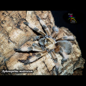 Aphonopelma moderatum (Rio Grande Gold Tarantula) about 1" - 1 1/2"  IN STORE ONLY DUE TO NEARING MOLT
