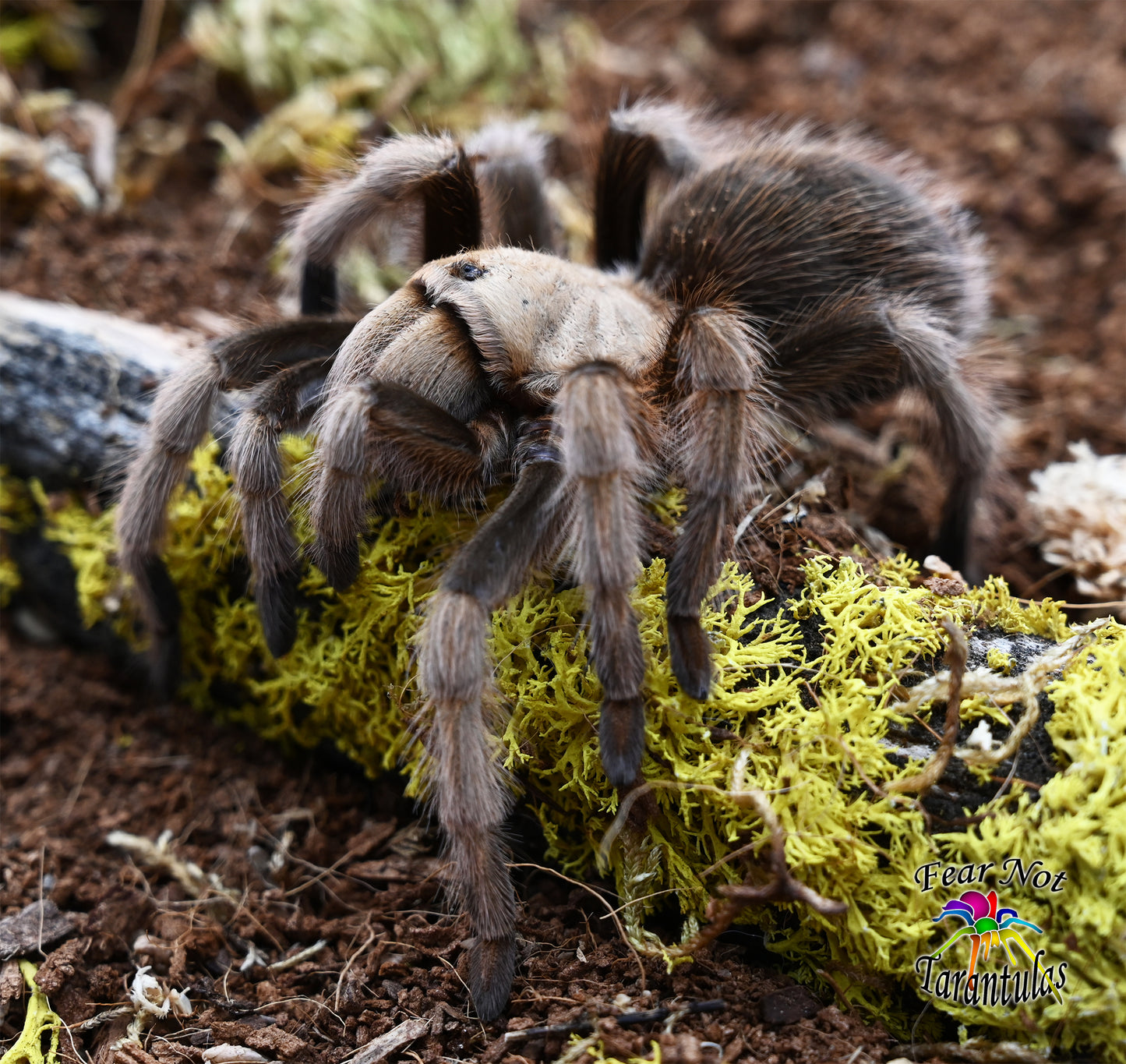 Aphonopelma chalcodes (Arizona Blonde Tarantula) about  1/2" IN STORE ONLY DUE TO BEING TOO NEAR MOLTING TO SHIP