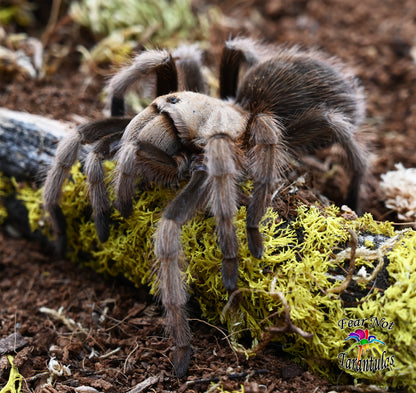 Aphonopelma chalcodes (Arizona Blonde Tarantula) about  1/2"