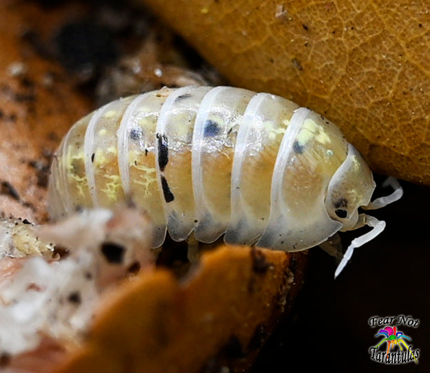 Armadillidium Vulgare "Japanese Magic Potion" Isopods Count Of 10, Young