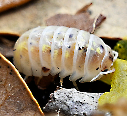 Armadillidium Vulgare "Japanese Magic Potion" Isopods Count Of 10, Young