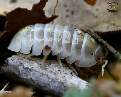 Armadillidium Vulgare "Japanese Magic Potion" Isopods Count Of 10, Young