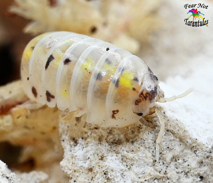 Armadillidium Vulgare "Japanese Magic Potion" Isopods Count Of 10, Young