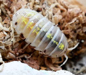 Armadillidium Vulgare "Japanese Magic Potion" Isopods Count Of 10, Young