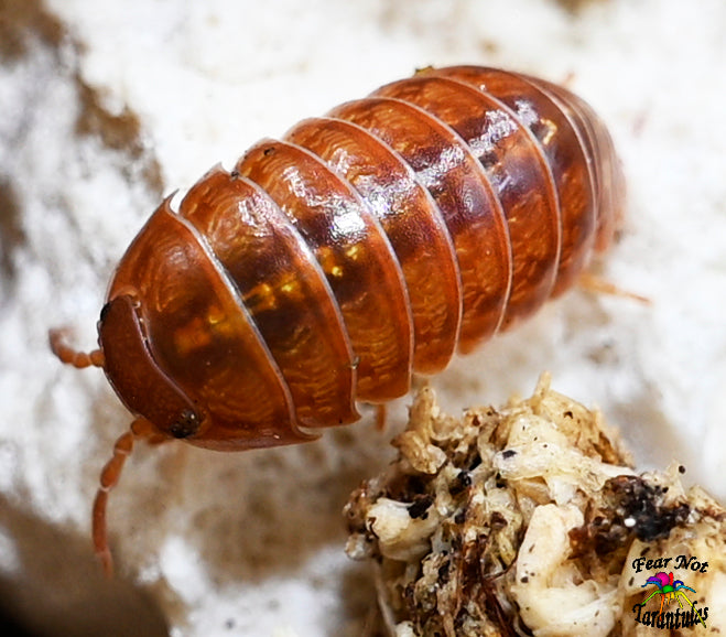 Armadillidium Vulgare "Sunset" Isopods Count Of 10, Young