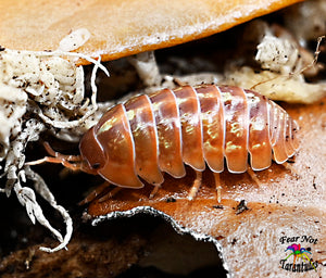 Armadillidium Vulgare "Sunset" Isopods Count Of 10, Young