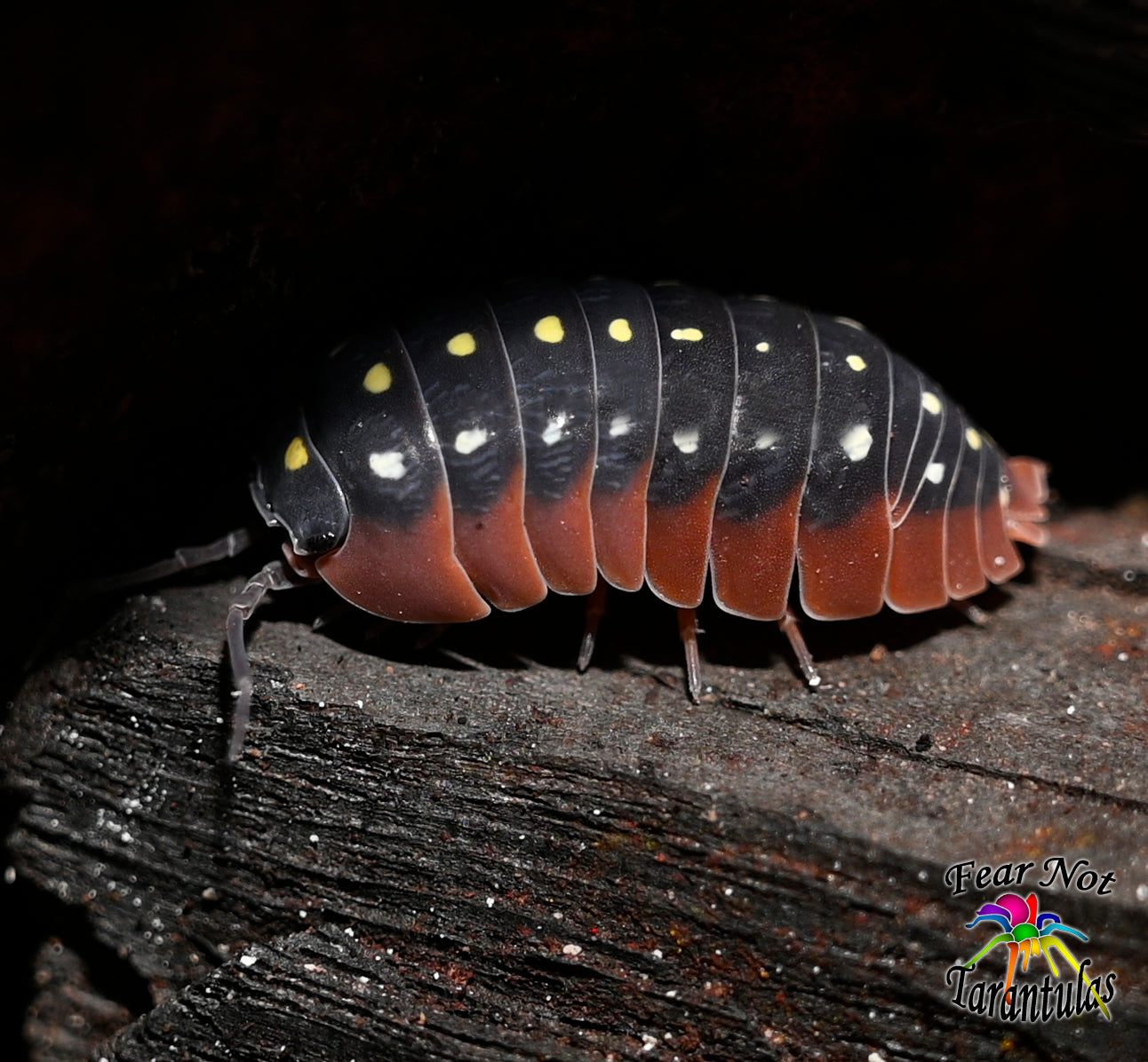 Armadillidium klugii “Montenegro” (Clown Isopods) Count Of 10, Young