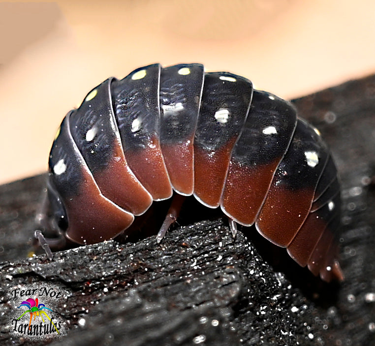 Armadillidium klugii “Montenegro” (Clown Isopods) Count Of 10, Young COMING SOON