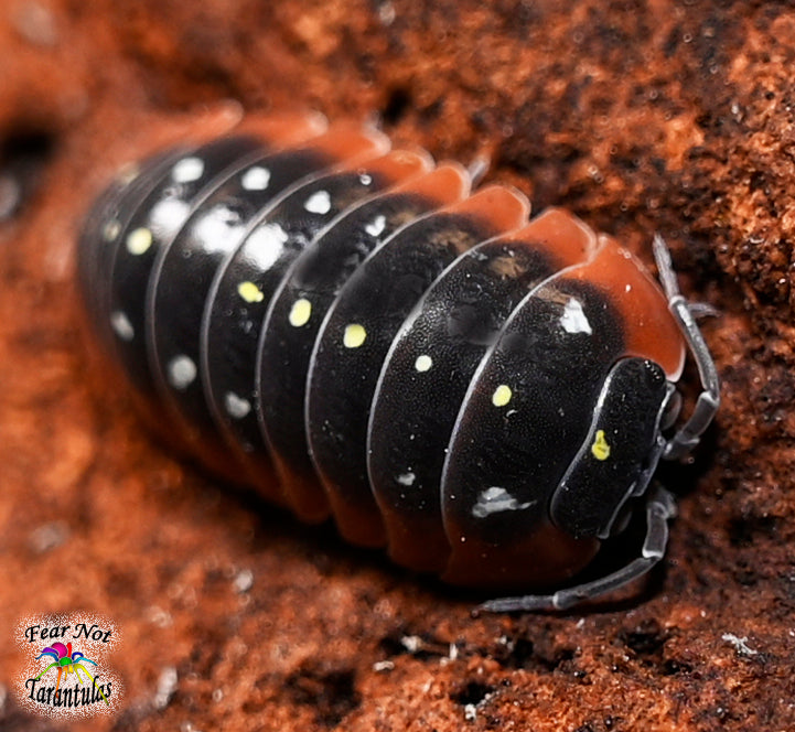 Armadillidium klugii “Montenegro” (Clown Isopods) Count Of 10, Young COMING SOON