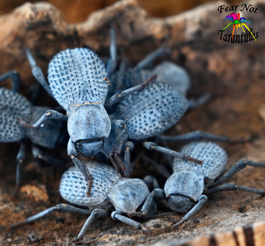 Blue Death Feigning Beetle (Asbolus verrucosus) X 3 ⚠️⚠️ INCLUDES THREE BEETLES!!!!⚠️⚠️ FREE for orders $125 and over.  ONE freebie per shipment. *