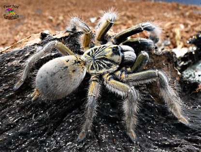 Augacephalus ezendami (Mozambique Golden Starburst Baboon) about 3/4" - 1" FREE for orders $375.00 and over. (after discounts and does not include shipping) One freebie per shipment.